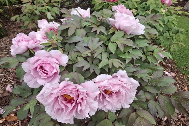 Photo of property in 250 Selwyn, Rolleston, 7678