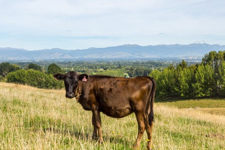 Photo of property in 67a Lees Pakaraka Road, Te Ore Ore, Masterton, 5886