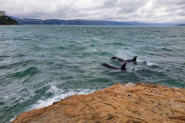 Photo of property in 2/148 Evans Bay Parade, Roseneath, Wellington, 6021