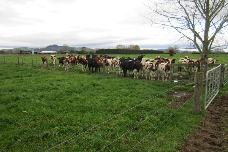 Photo of property in 411 Marychurch Road, Matangi, Hamilton, 3284