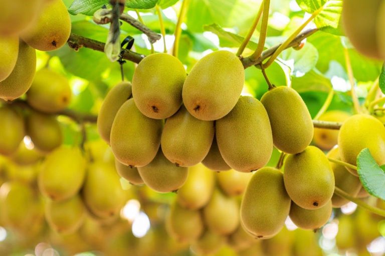 Photo of property in 121 Macdonald Road, Te Teko, Whakatane, 3192