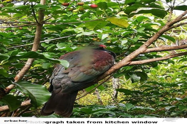 Photo of property in 167 Duck Creek Road, Stillwater, Silverdale, 0993