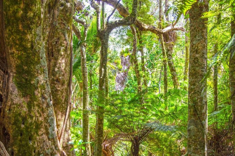 Photo of property in 1288 Manaia Road, Manaia, Coromandel, 3581