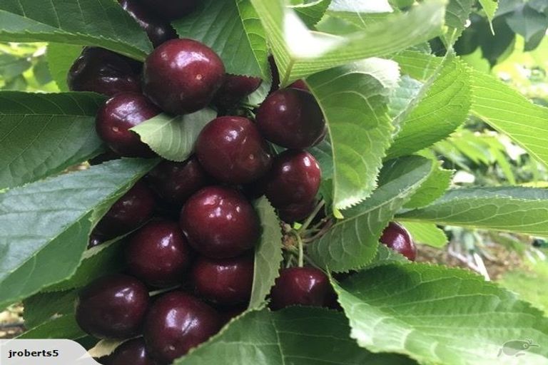 Photo of property in 66 Gladsmuir Road, Queensberry, Cromwell, 9383