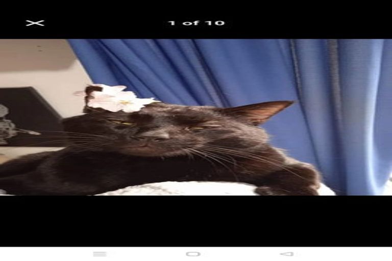 Photo of property in 50a Richmond Avenue, Karori, Wellington, 6012