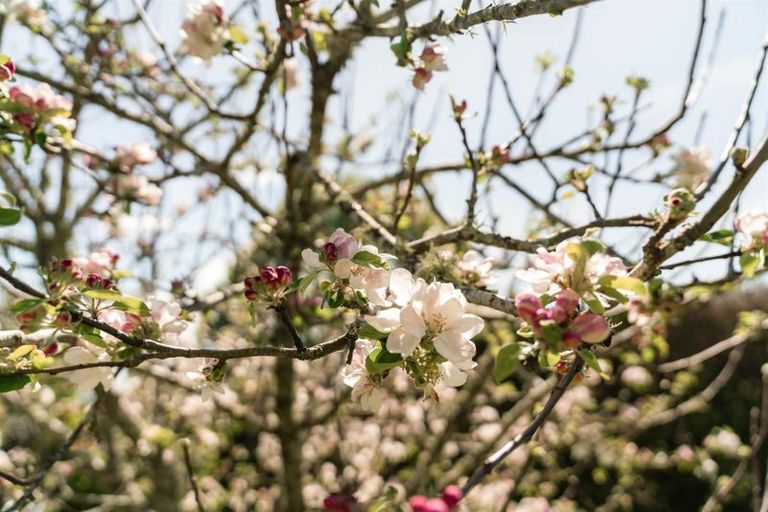 Photo of property in 14 Nga Parae Road, Oropi, Tauranga, 3173