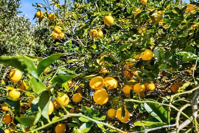 Photo of property in 44 Diamond Head, Hairini, Tauranga, 3112