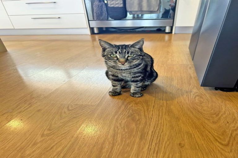 Photo of property in 1 Tupelo Place, Swannanoa, Rangiora, 7476