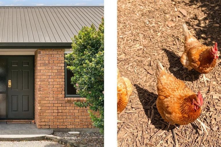 Photo of property in 928 Omanawa Road, Omanawa, Tauranga, 3171