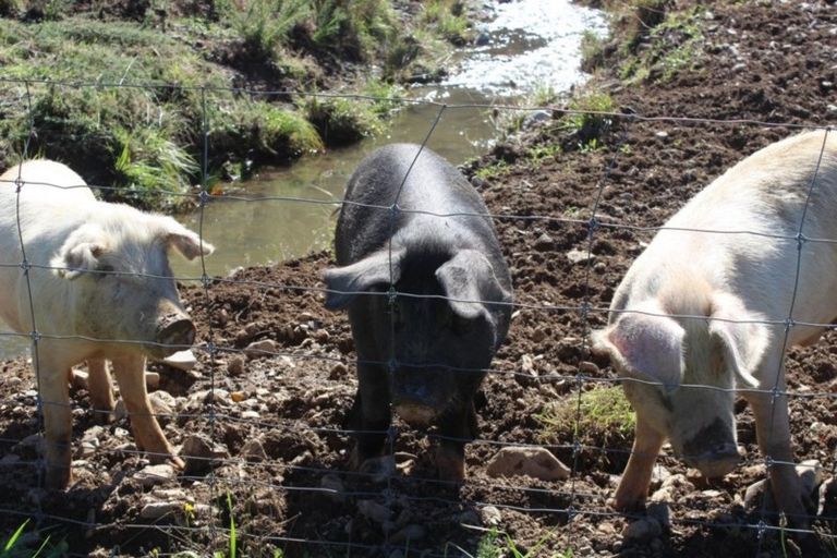 Photo of property in 857 Ronga Road, Rai Valley, 7194