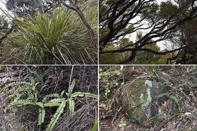 Photo of property in 24 Te Wairoa Lane, Tinopai, 0593