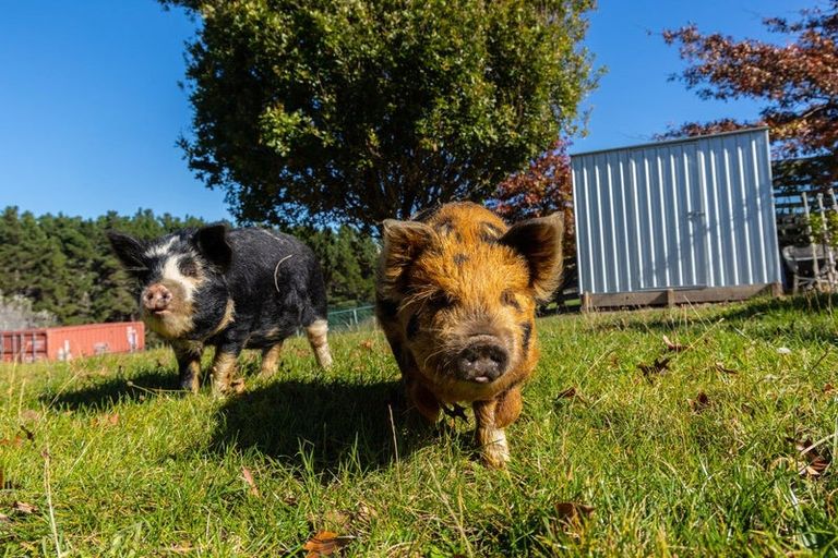 Photo of property in 984 Redwood Pass Road, Redwood Pass, Blenheim, 7274