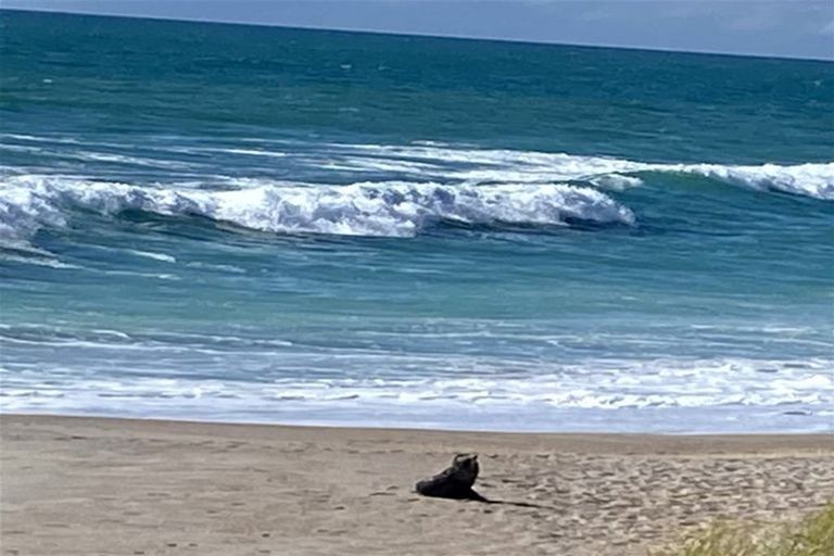 Photo of property in 11 Mako Avenue, Whiritoa, Whangamata, 3691