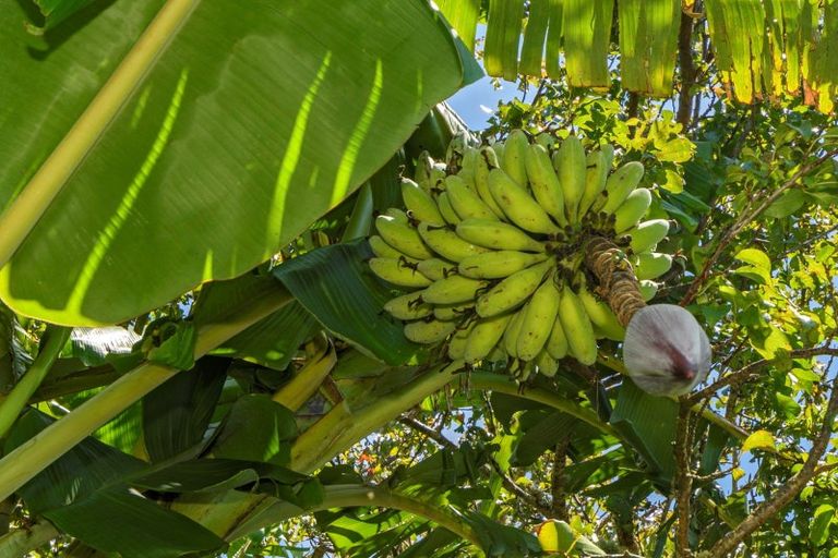 Photo of property in 29 Whakamarama Road, Whakamarama, Tauranga, 3179