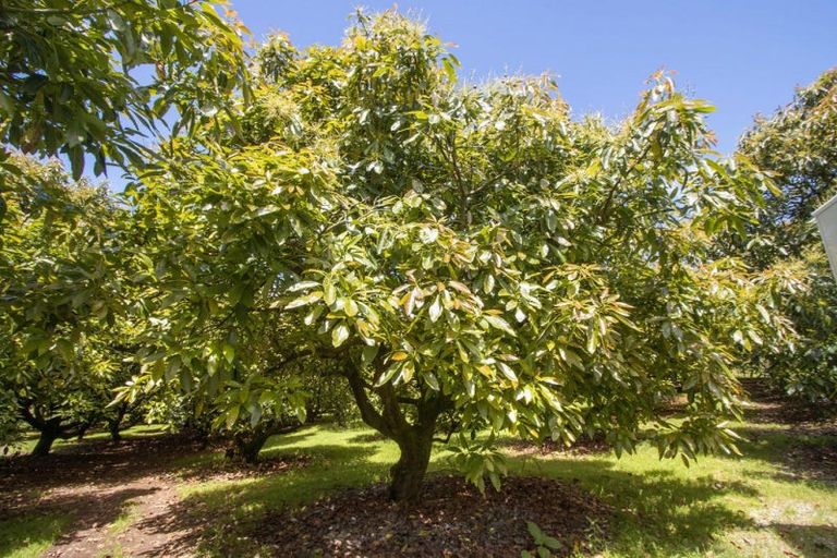 Photo of property in 135 Willoughby Road, Tahawai, Katikati, 3170