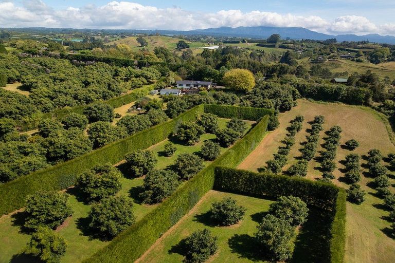 Photo of property in 313 Youngson Road, Whakamarama, Tauranga, 3179