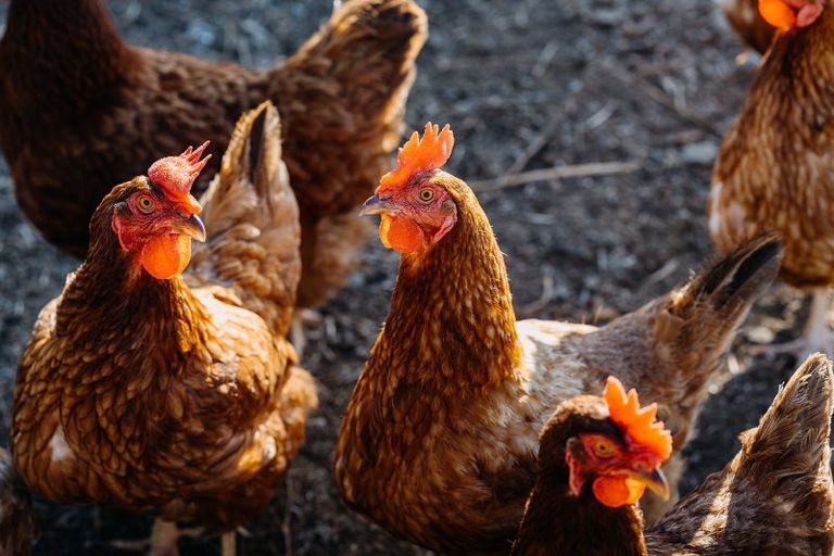 Photo of property in 59 Hall Road, Kerikeri, 0230