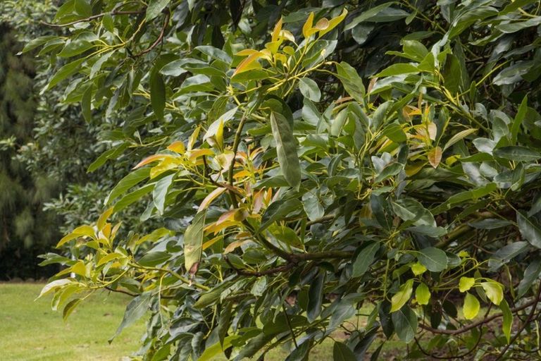 Photo of property in 43 Thompsons Track, Aongatete, Katikati, 3178