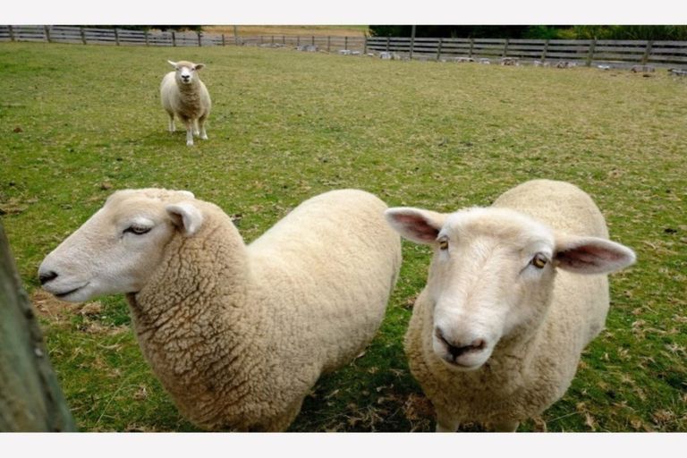 Photo of property in 33 Marino Street, Rangataua, Ohakune, 4691