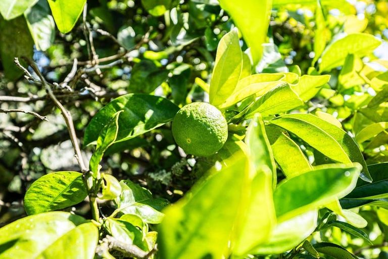 Photo of property in 63 Valley Road, Hikurangi, 0114