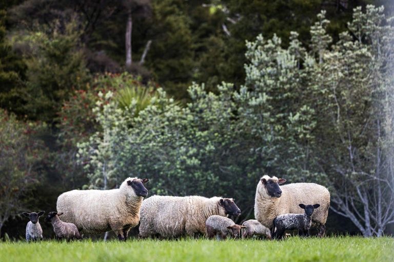 Photo of property in 497a Whitmore Road, Tawharanui Peninsula, Warkworth, 0986