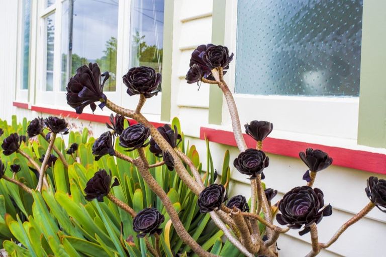 Photo of property in 15 The Avenue, Otaki Beach, Otaki, 5512