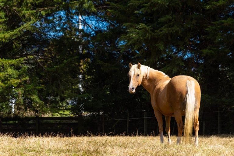 Photo of property in 12 Prices Road, Havelock, 7178