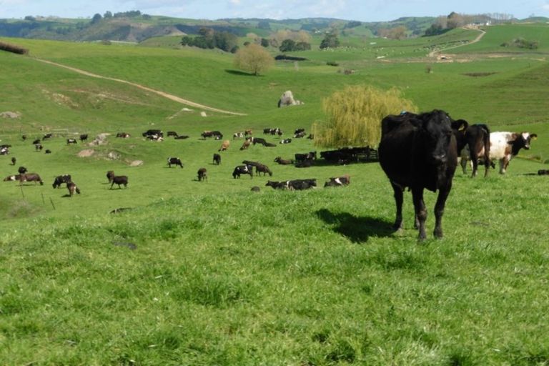 Photo of property in 1090 Rangiatea Road, Otewa, Otorohanga, 3972