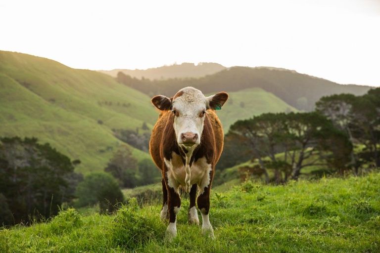 Photo of property in 307 Dill Road, Kaipara Flats, Warkworth, 0984