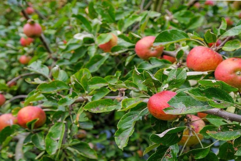 Photo of property in 48 Parsonage Road, Waimate, 7924