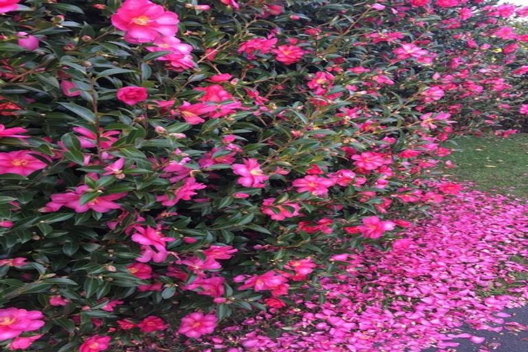 Photo of property in 30 Queen Street, Papakura, 2110