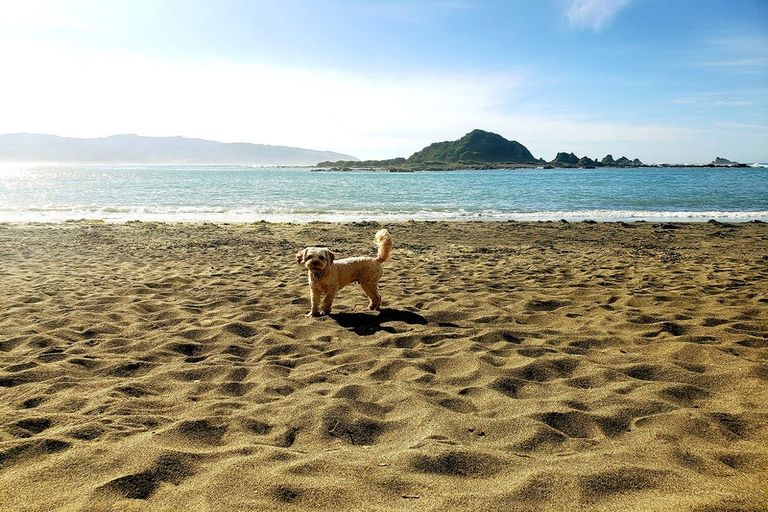 Photo of property in 9/20 Trent Street, Island Bay, Wellington, 6023