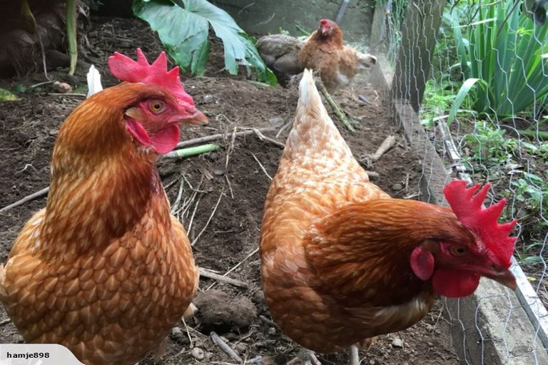 Photo of property in 34 Birdwood Avenue, Moturoa, New Plymouth, 4310