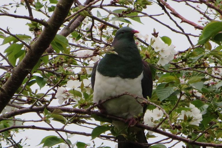 Photo of property in 83 Dorset Avenue, Lynmouth, New Plymouth, 4310