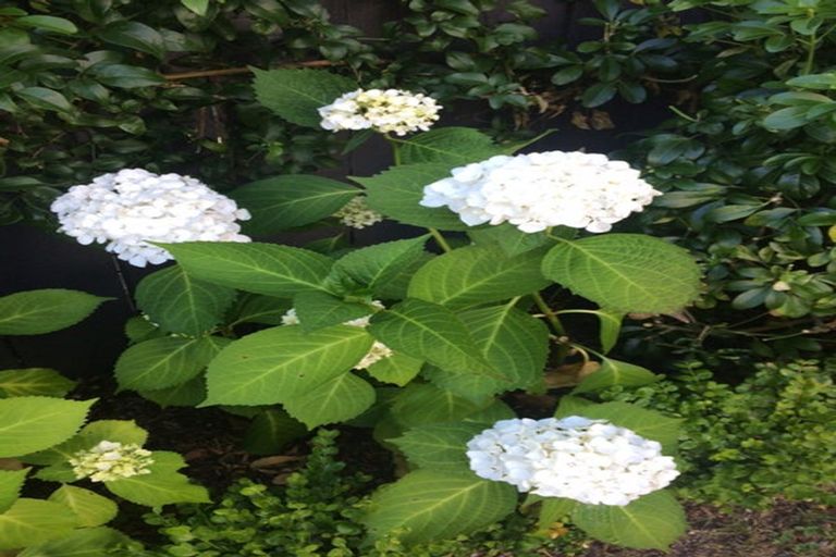 Photo of property in 70 Park Road, Miramar, Wellington, 6022