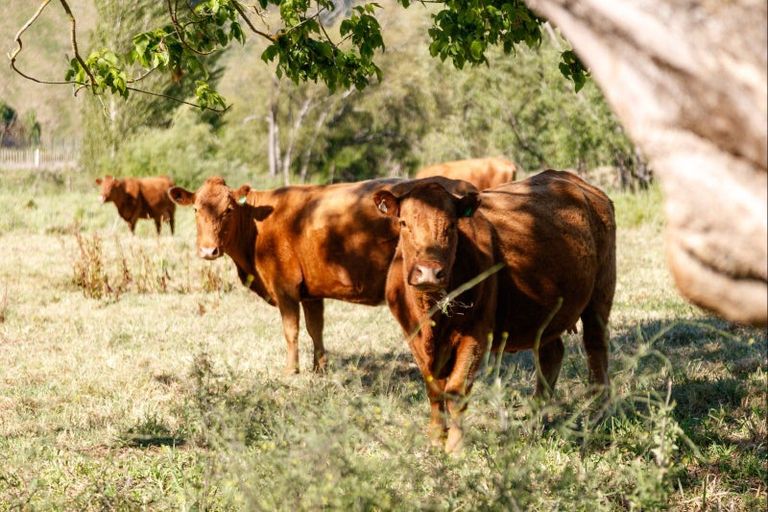 Photo of property in 3855 Matawai Road, Otoko, Te Karaka, 4092