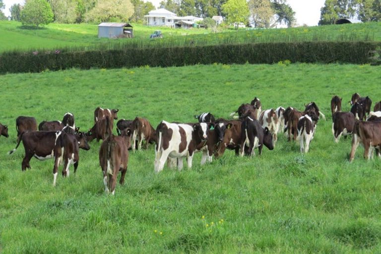 Photo of property in 58 Ryburn Road, Ohaupo, 3883