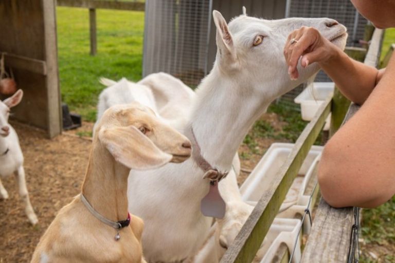 Photo of property in 32 Franklin Road, Paparoa, 0571