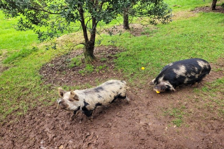 Photo of property in 30 Te Hape Road, Maunu, Whangarei, 0179