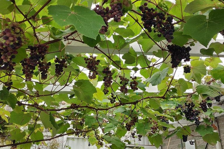 Photo of property in 6 Harbour Terrace, Careys Bay, Port Chalmers, 9023