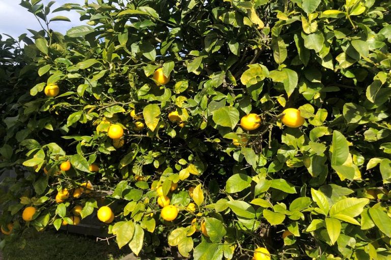 Photo of property in 1/29 Wilsons Road, Saint Martins, Christchurch, 8022