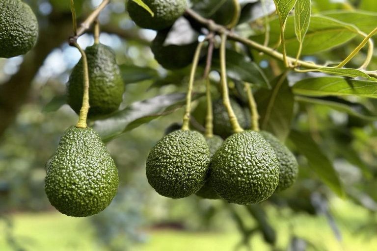 Photo of property in 55 Plummers Point Road, Whakamarama, Tauranga, 3172