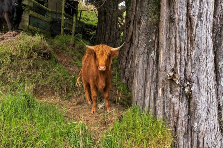 Photo of property in 101 Ridgewood Drive, Ridgewood, New Plymouth, 4371