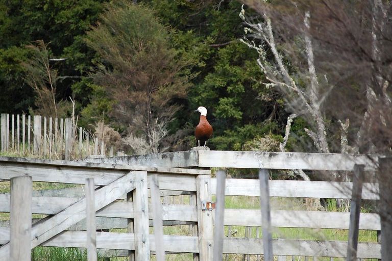 Photo of property in 397 Cames Road, Kaiwaka, Wellsford, 0975