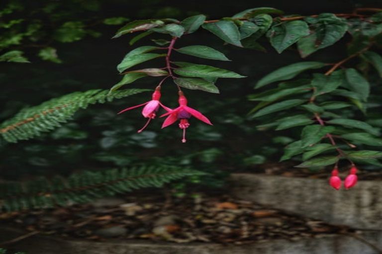 Photo of property in 6 Kilgour Street, Roslyn, Dunedin, 9010