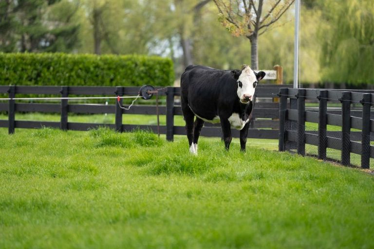 Photo of property in 308 Pencarrow Road, Tamahere, Hamilton, 3283