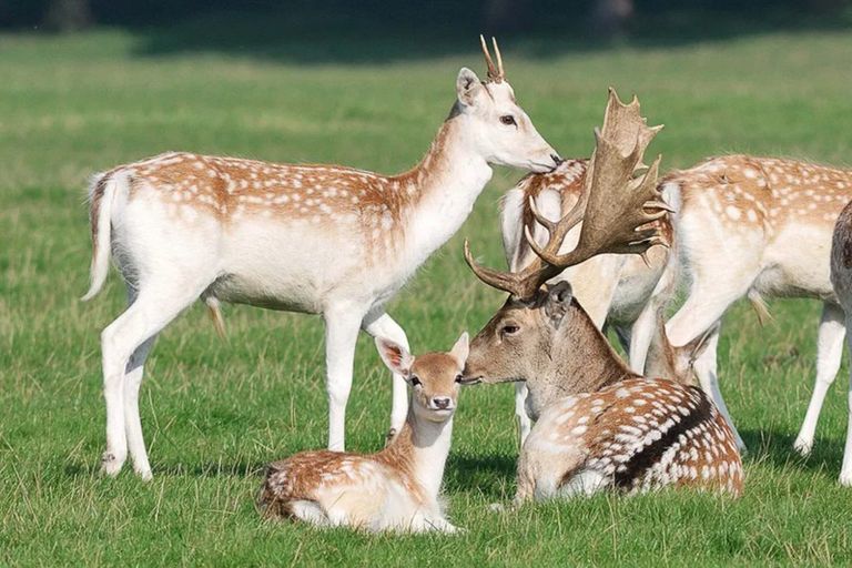Photo of property in 82 Brownhill Road, Whitford, Manurewa, 2576