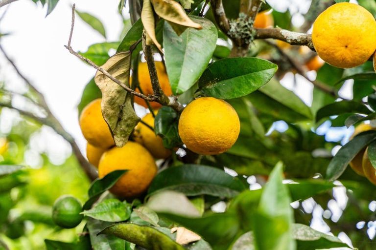 Photo of property in 174 Whatitiri Road, Maungatapere, Whangarei, 0179