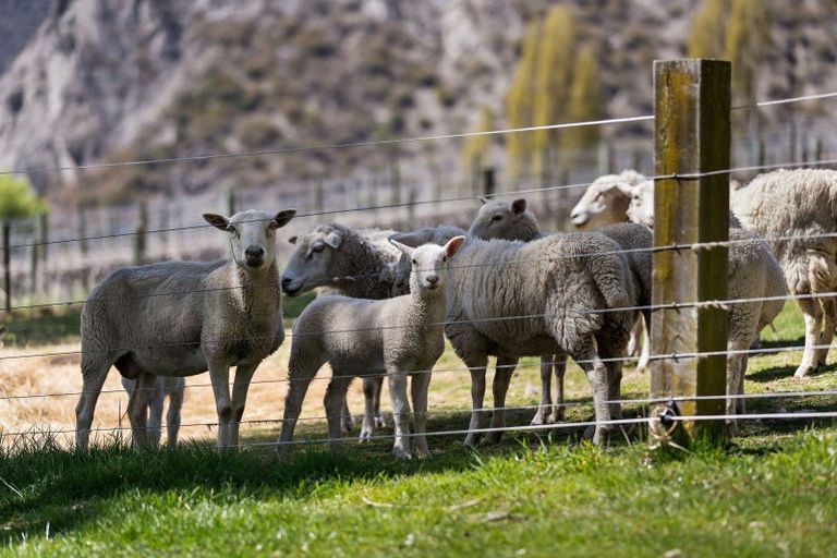 Photo of property in 65 Gibbston Back Road, Gibbston, Queenstown, 9371