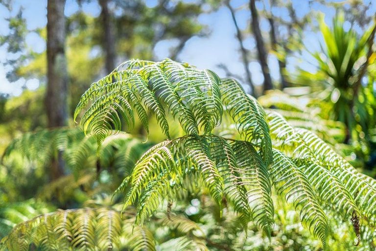 Photo of property in 45 Cochrane Avenue, Arkles Bay, Whangaparaoa, 0932